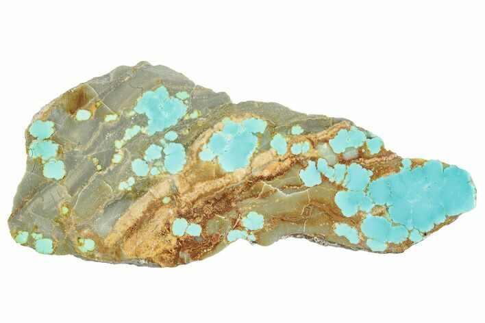 Polished Turquoise Slab - Number Mine, Carlin, NV #292312